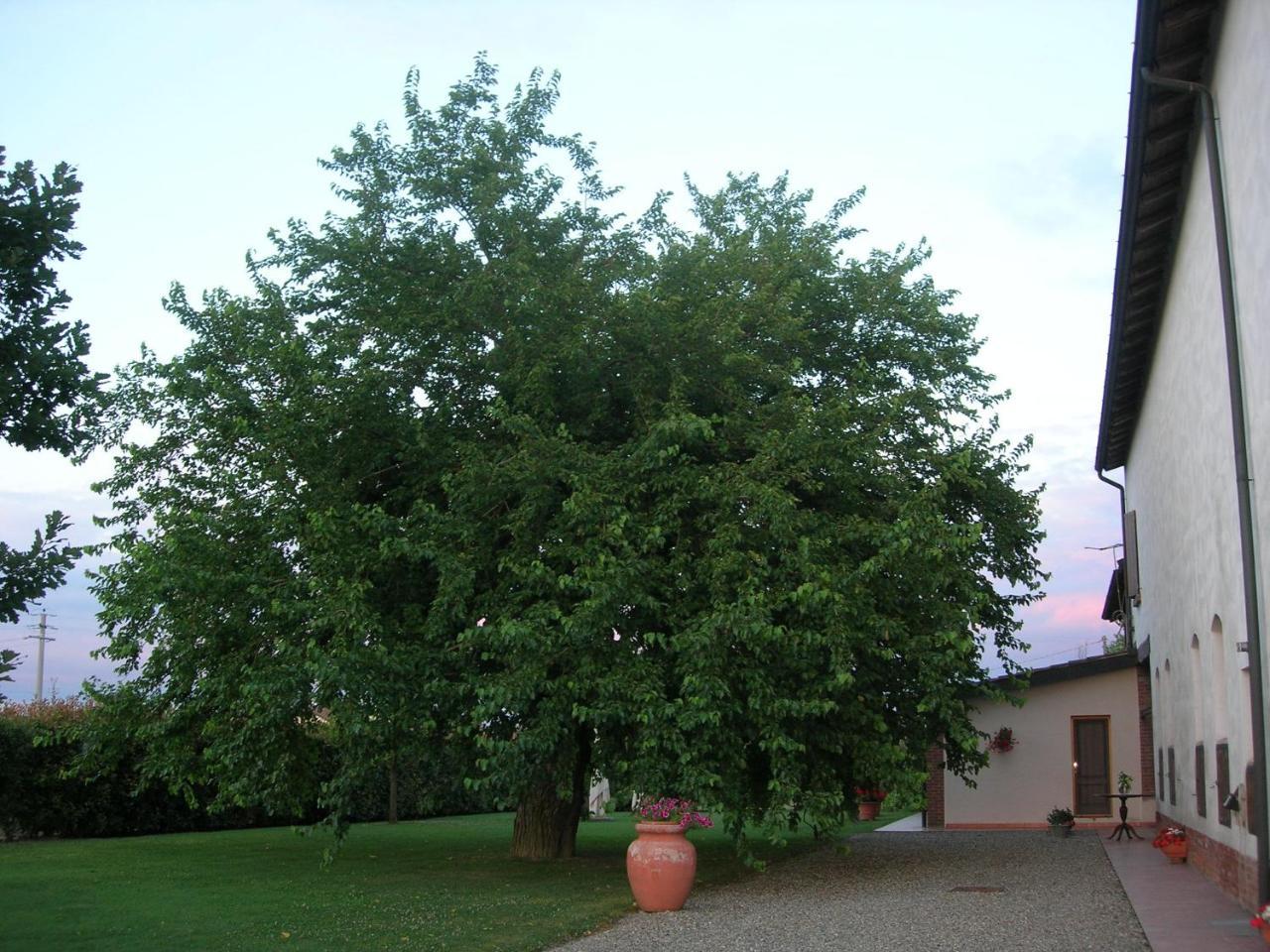 Agriturismo Campass Castelvetro Piacentino エクステリア 写真